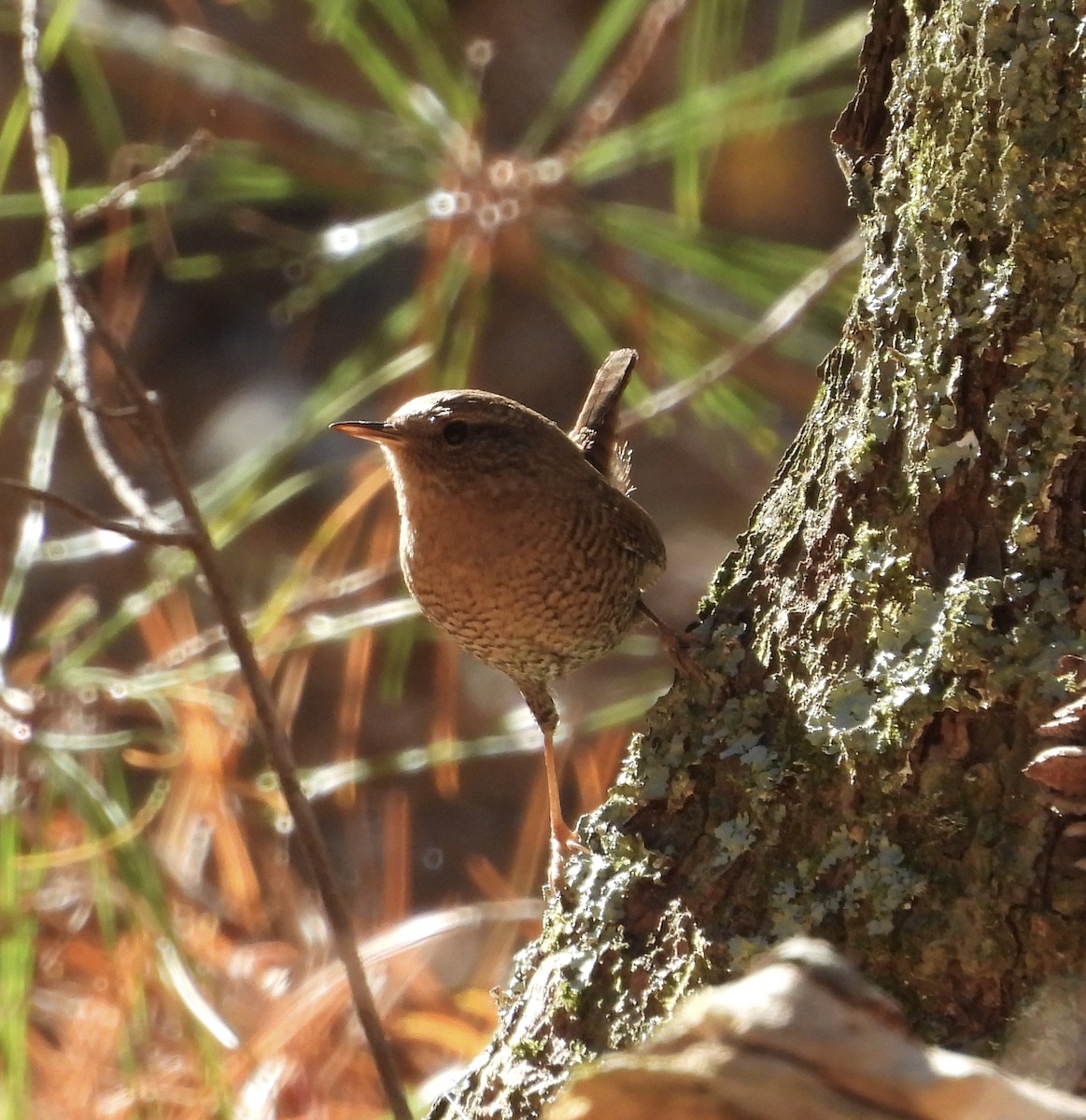 Troglodyte des forêts - ML644817747