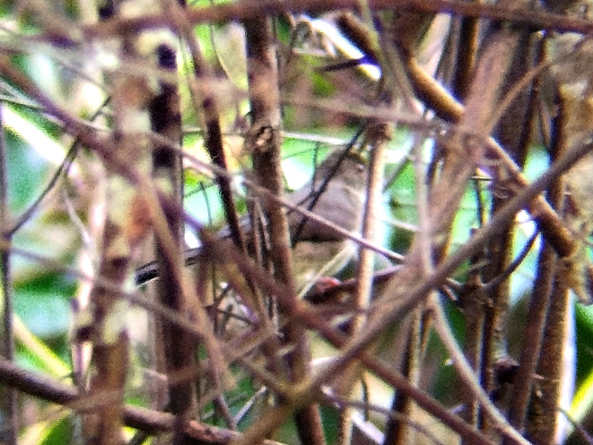 Spectacled Bulbul - ML644817752