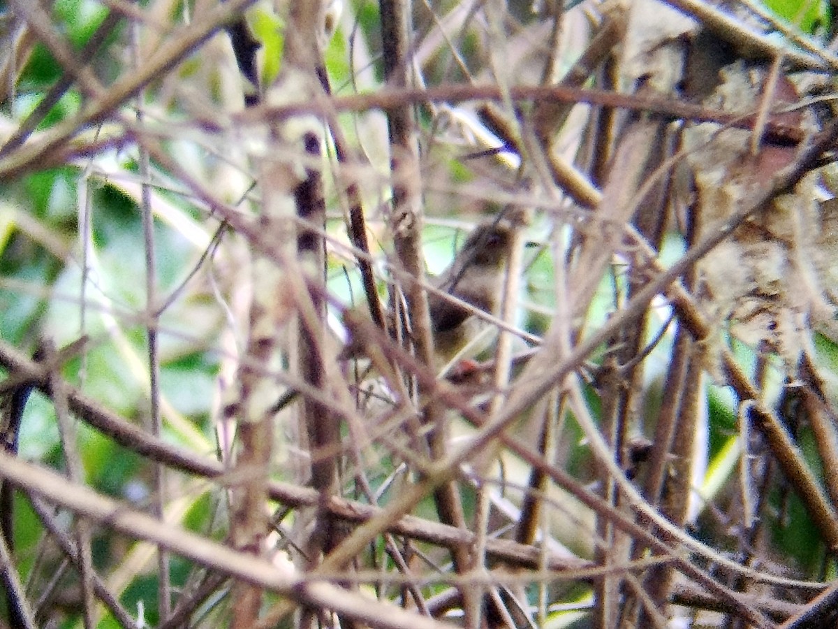 Spectacled Bulbul - ML644817753