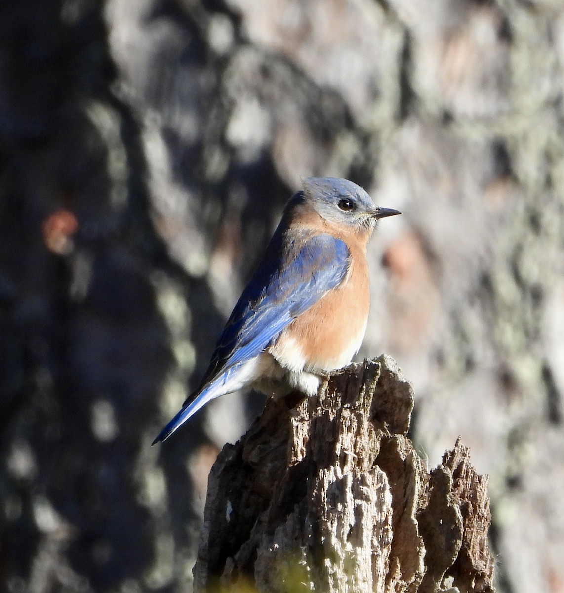 Merlebleu de l'Est - ML644817757