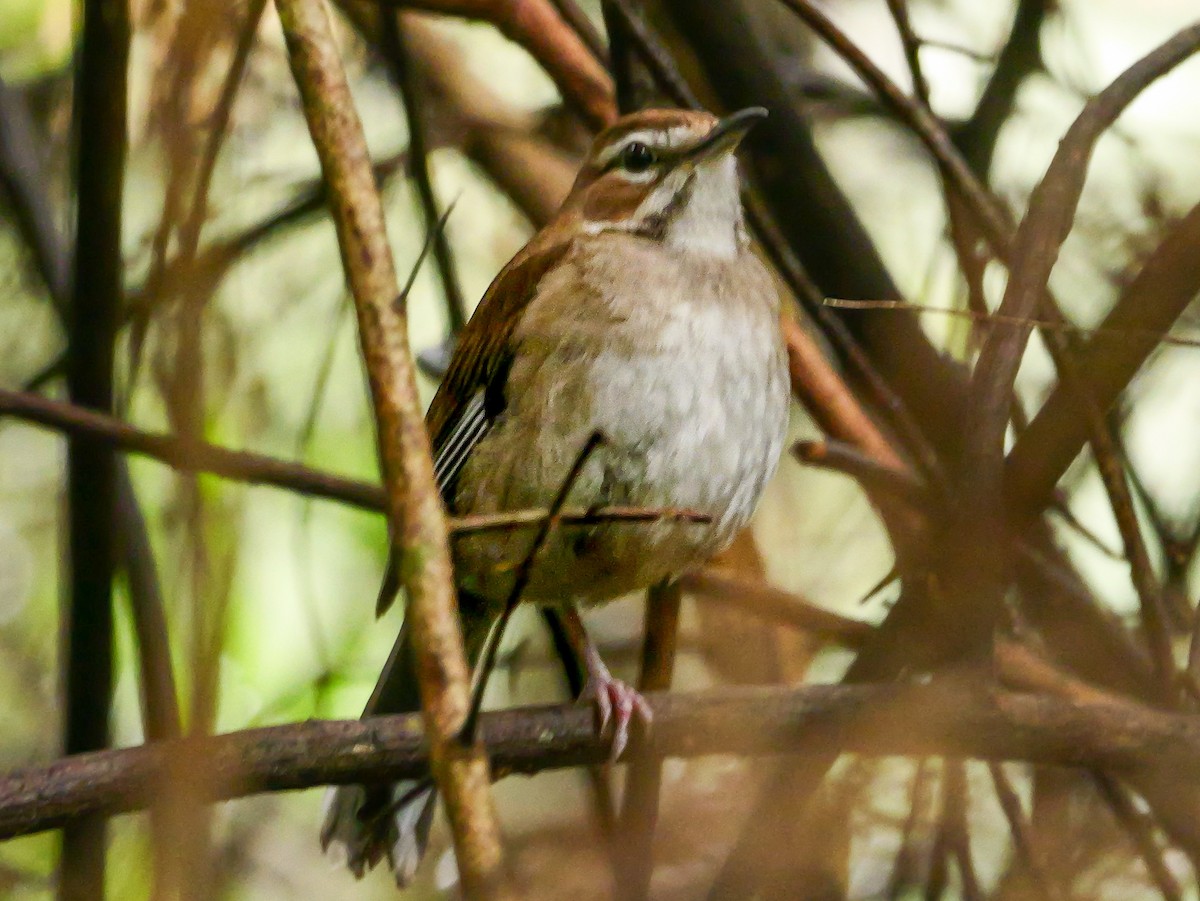 Agrobate brun - ML644817762