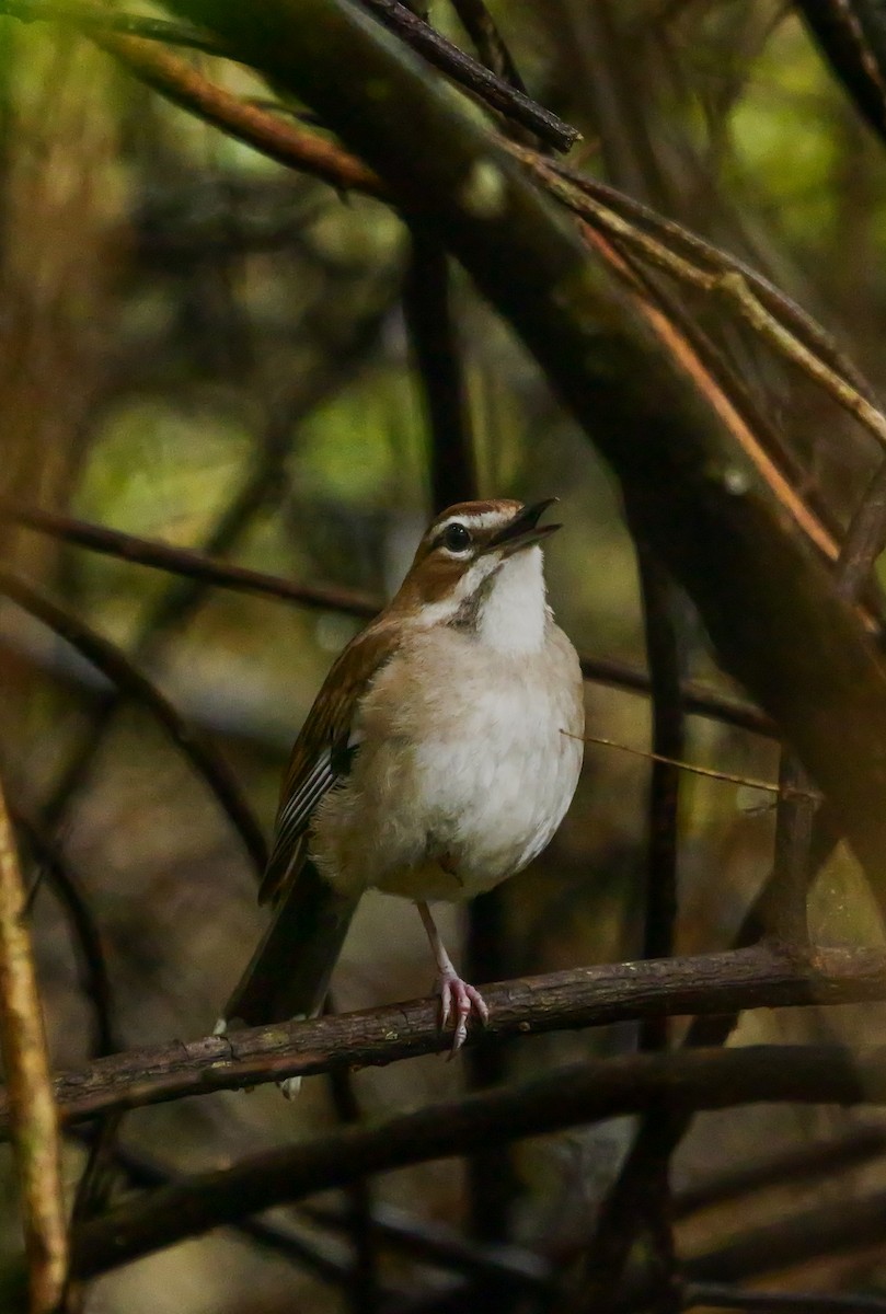 Agrobate brun - ML644817763