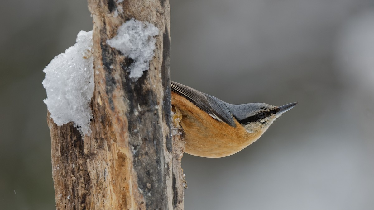 Garrapo eurasiarra - ML644817769