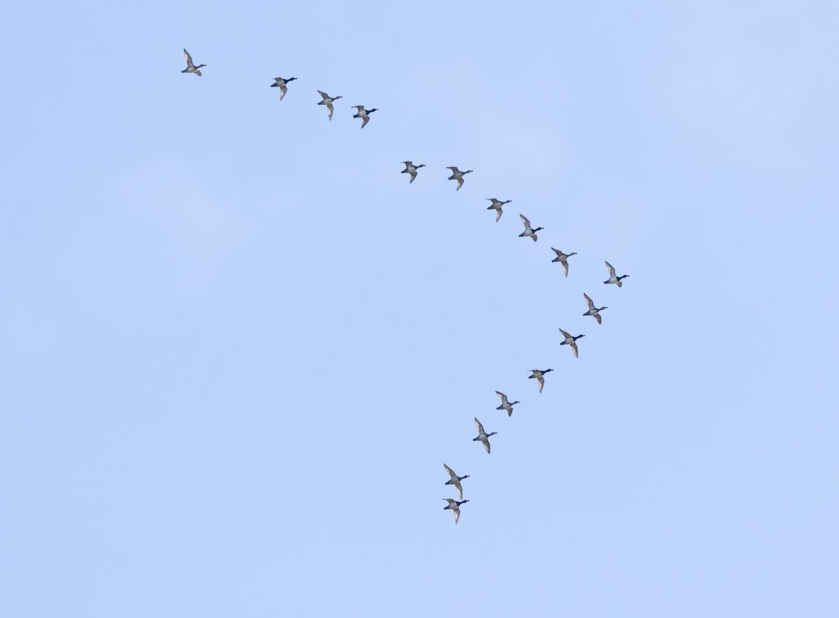 Ring-necked Duck - ML644817776