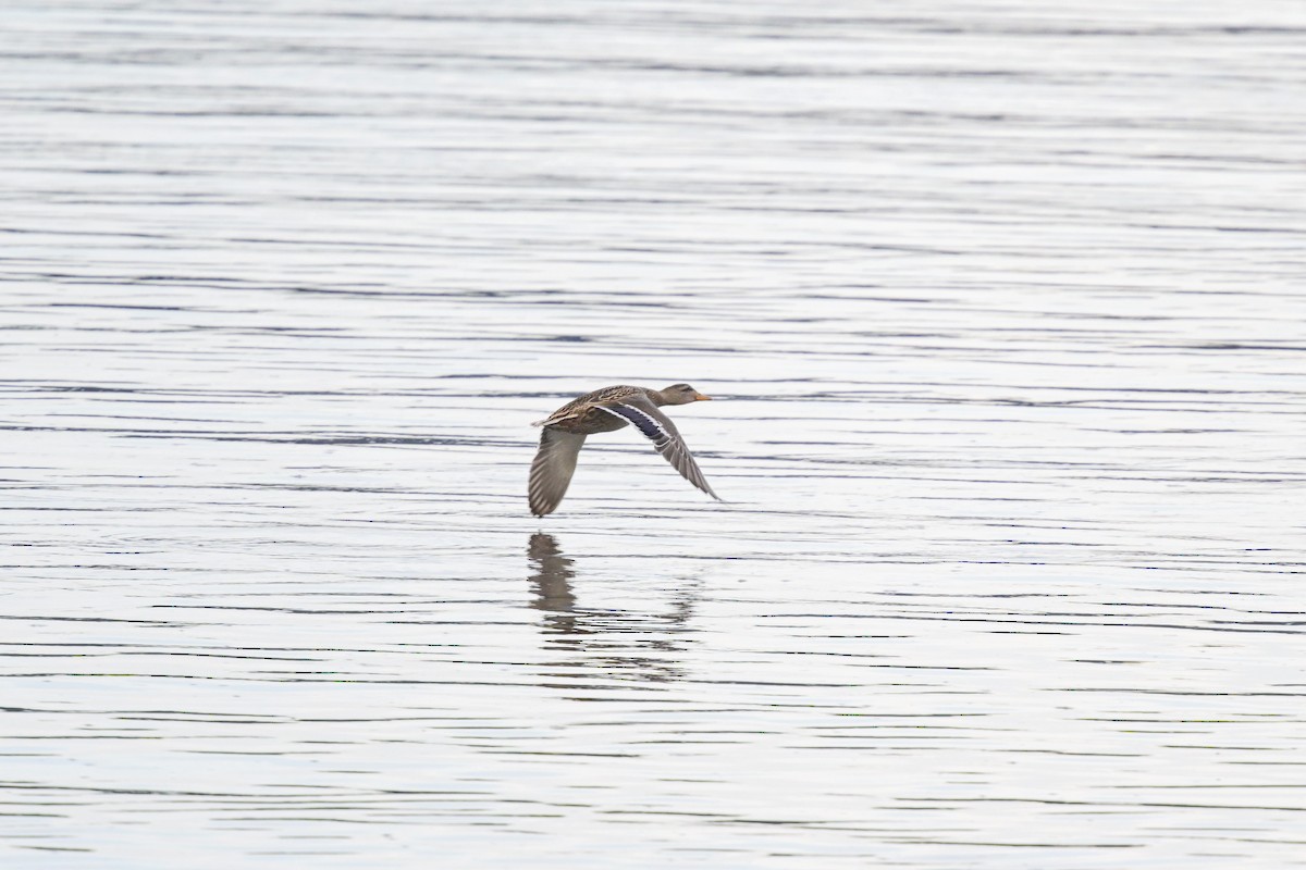 Canard colvert - ML644817777