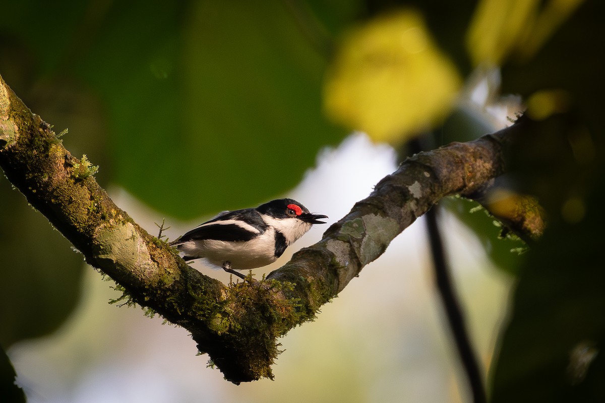 Pririt à collier - ML644817780