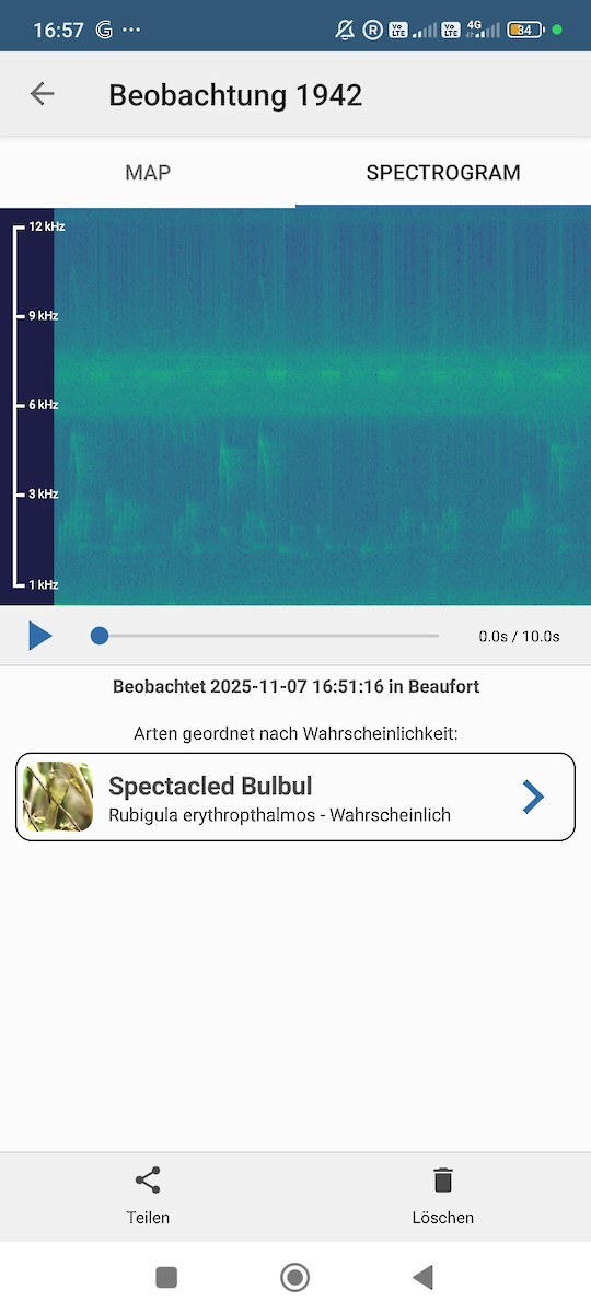 Bulbul oeil-de-feu - ML644817782