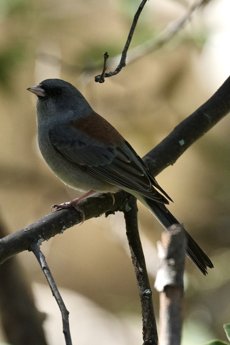 Junco ardoisé (caniceps) - ML644817783