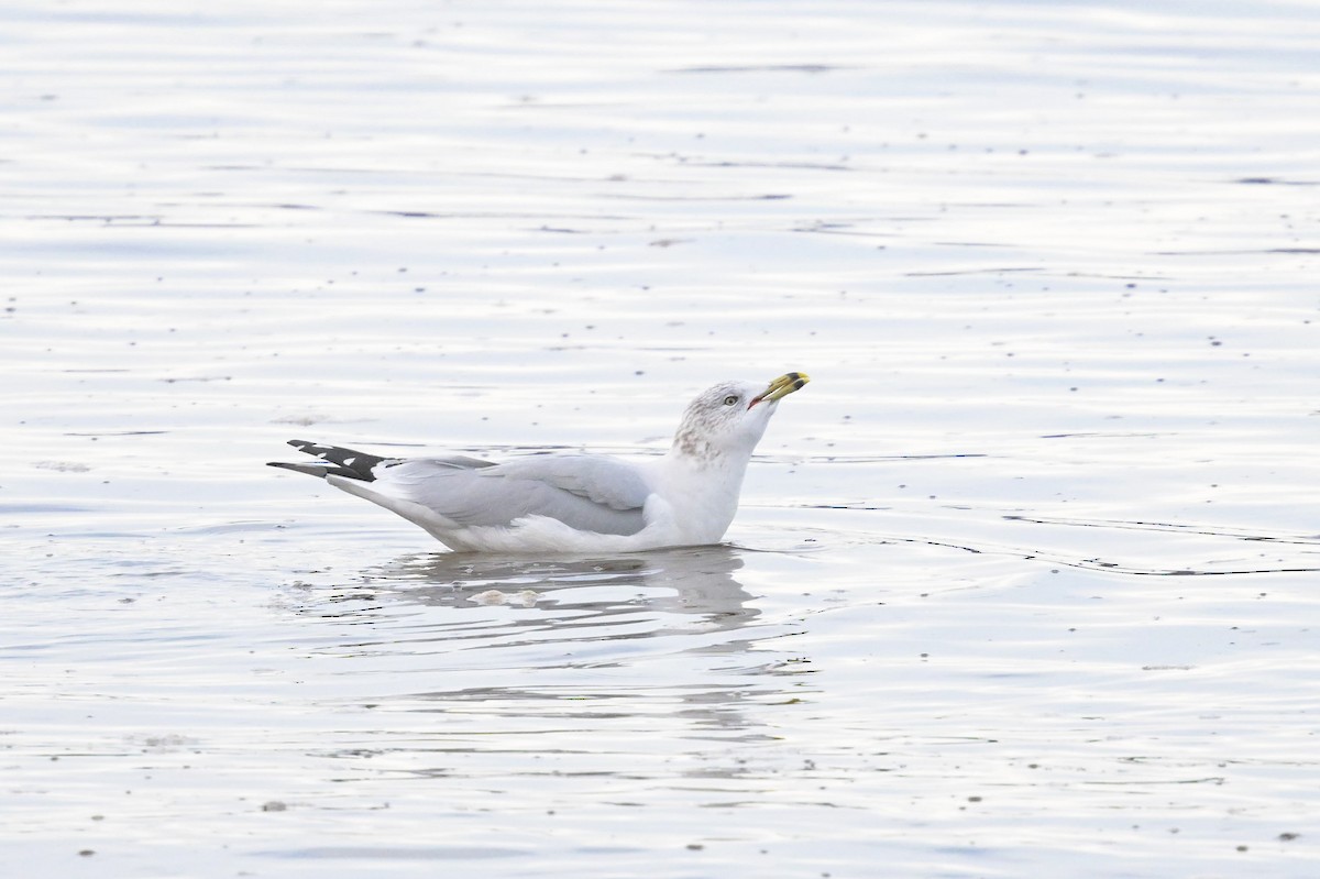 Goéland à bec cerclé - ML644817786