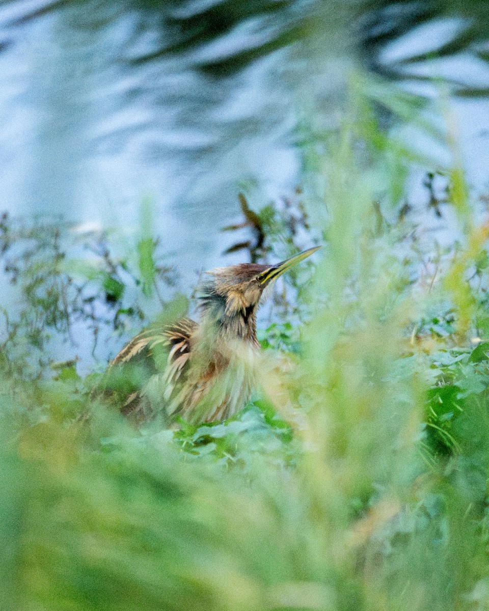 Butor d'Amérique - ML644817794