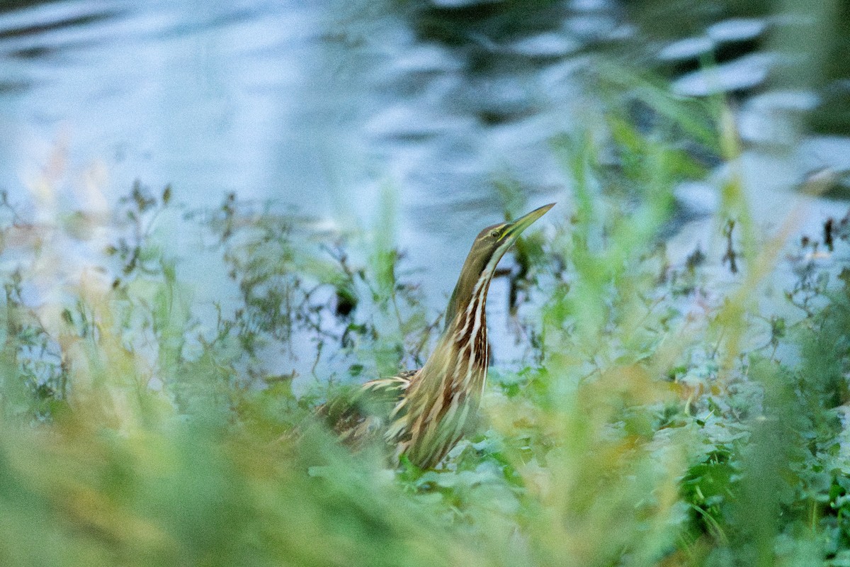 Butor d'Amérique - ML644817795