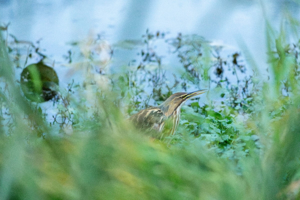 Butor d'Amérique - ML644817796