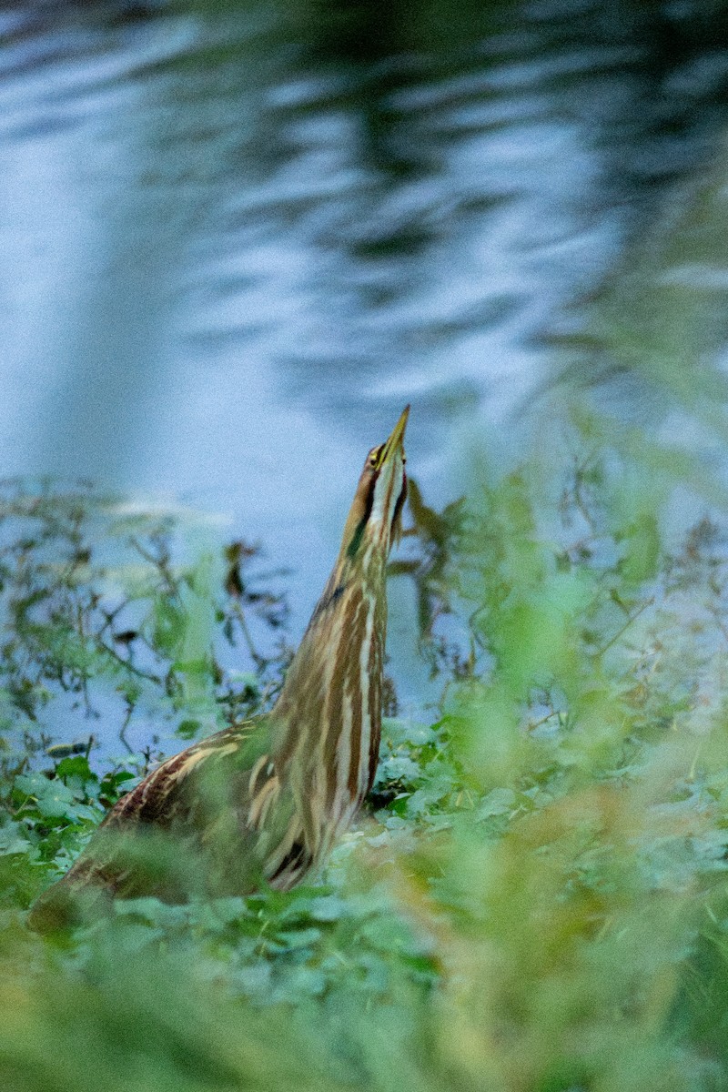 Butor d'Amérique - ML644817797