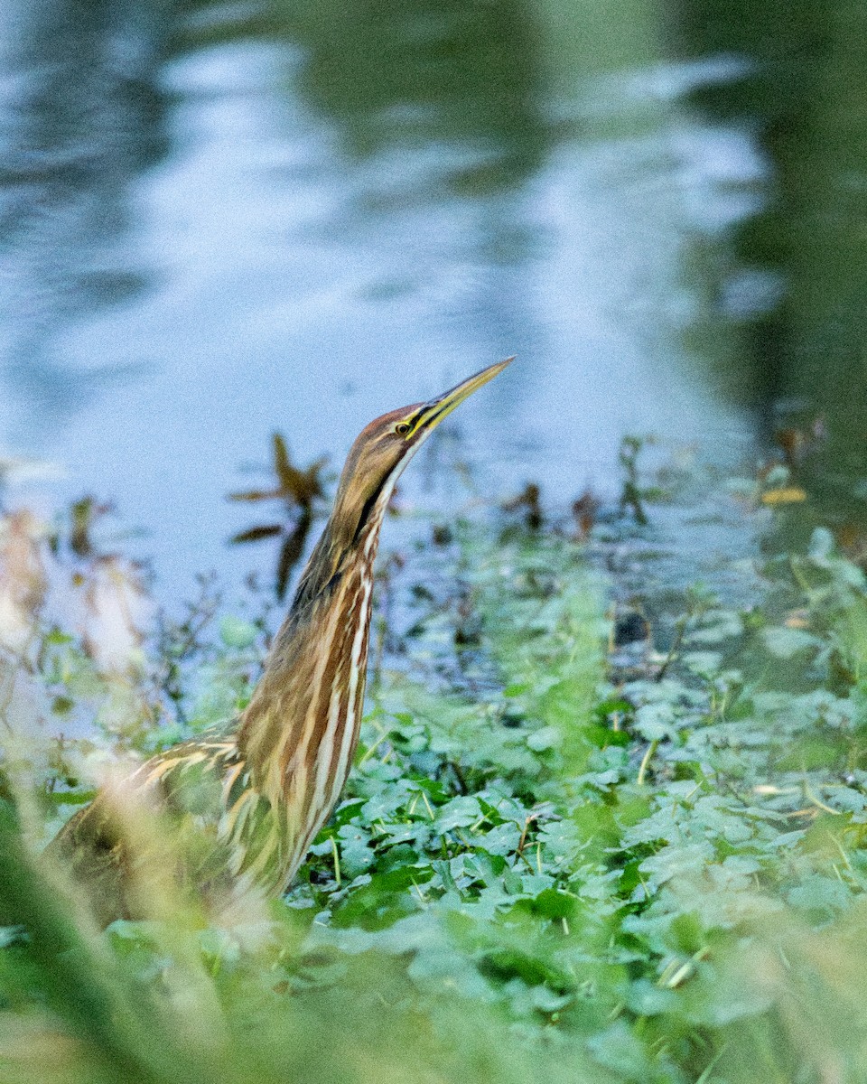 Butor d'Amérique - ML644817798