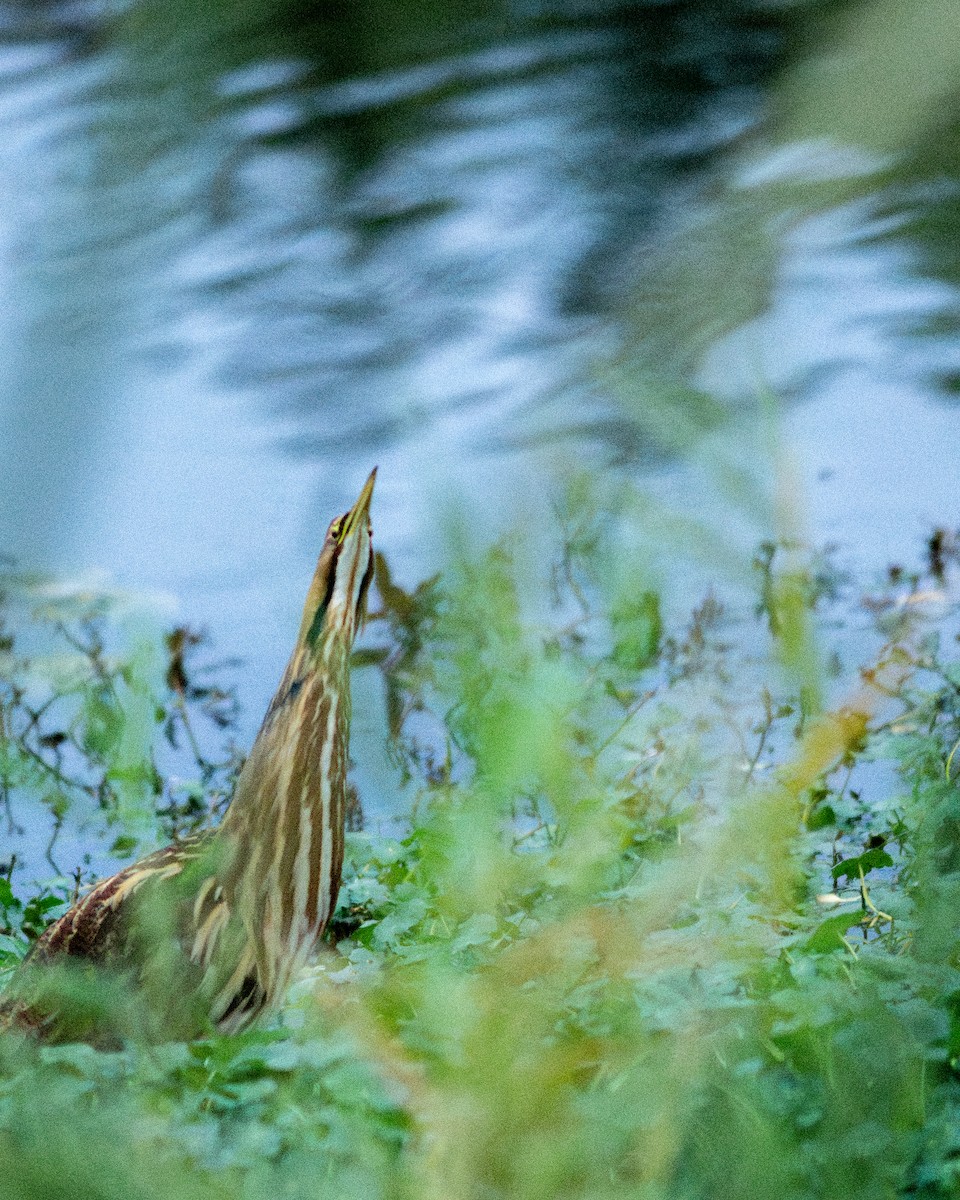 Butor d'Amérique - ML644817799