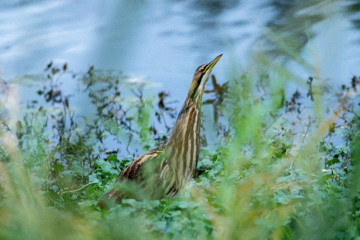 Butor d'Amérique - ML644817800