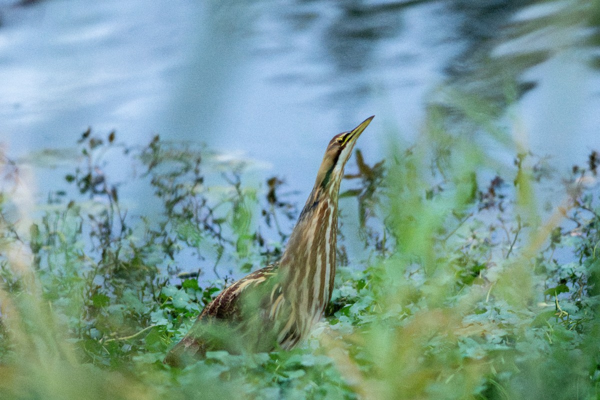 Butor d'Amérique - ML644817801