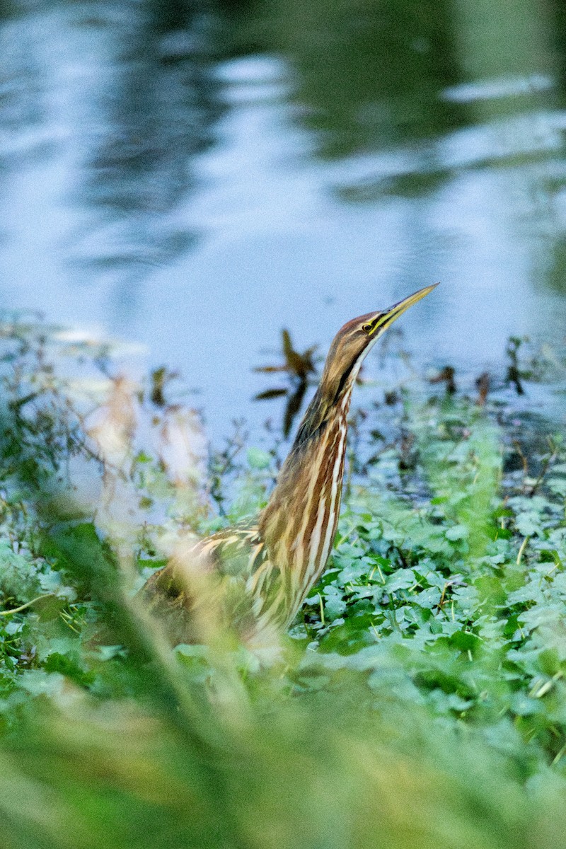 Butor d'Amérique - ML644817802