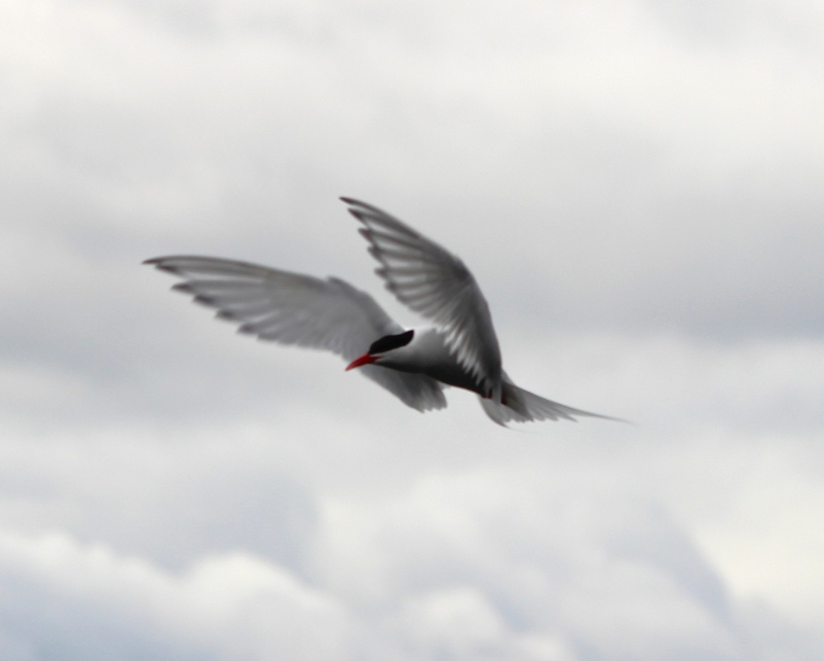 Sterne hirundinacée - ML644817806