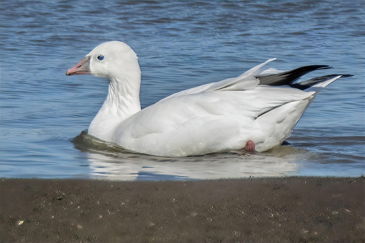 Oie de Ross - ML644817807