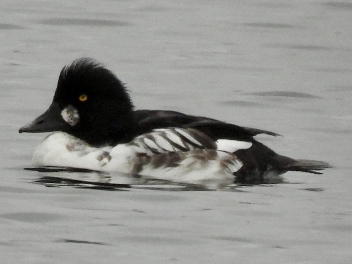 Garrot à oeil d'or - ML644817810