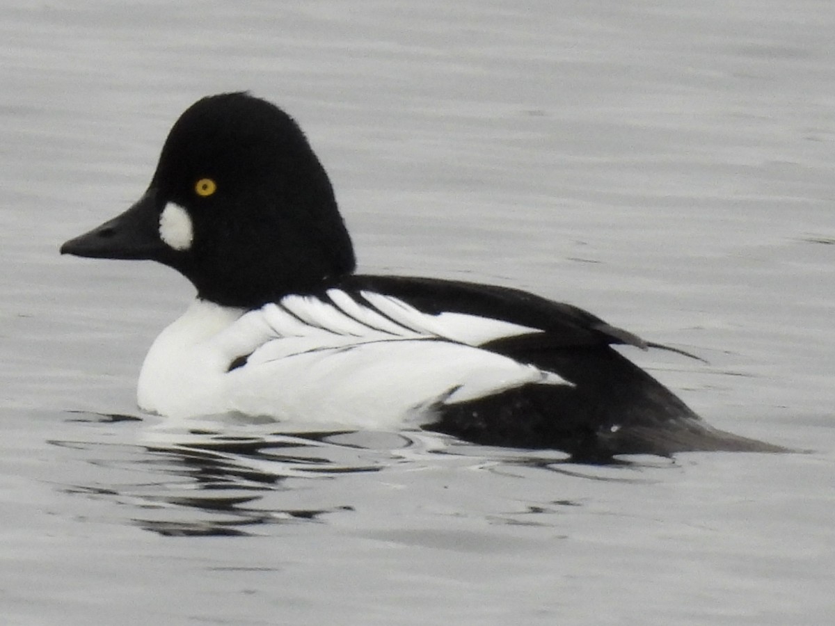 Garrot à oeil d'or - ML644817811