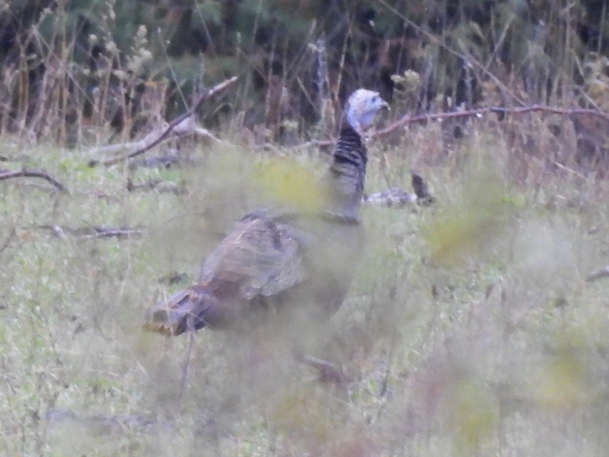 Wild Turkey - ML644817825