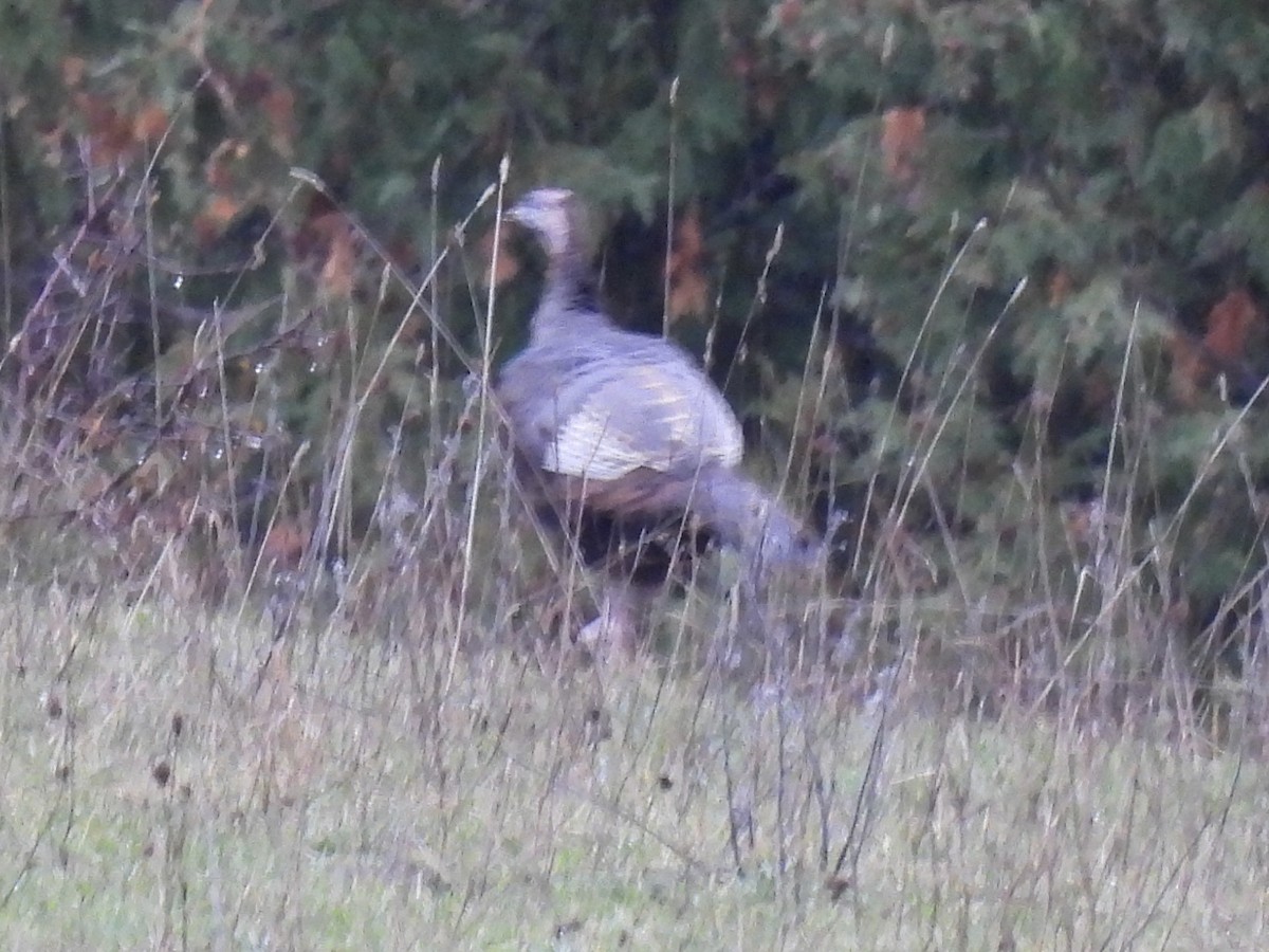 Wild Turkey - ML644817826
