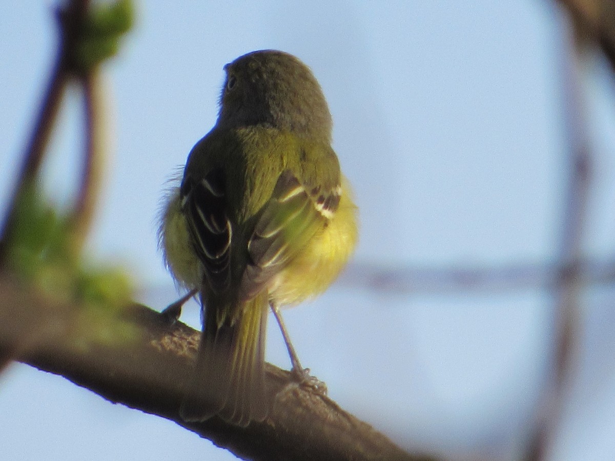 ויראו לבן-עין - ML644817837