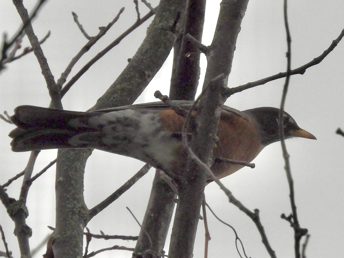 Дрізд мандрівний - ML644817867