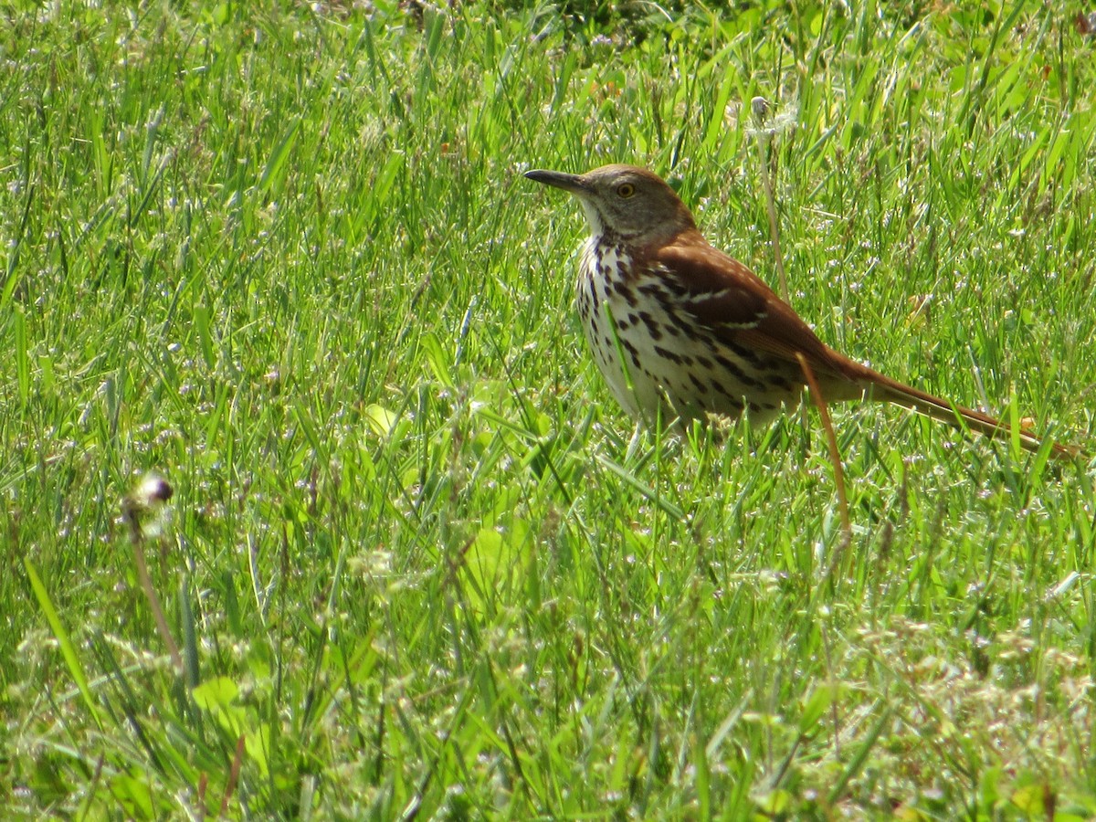 Brown Thrasher - ML644817868