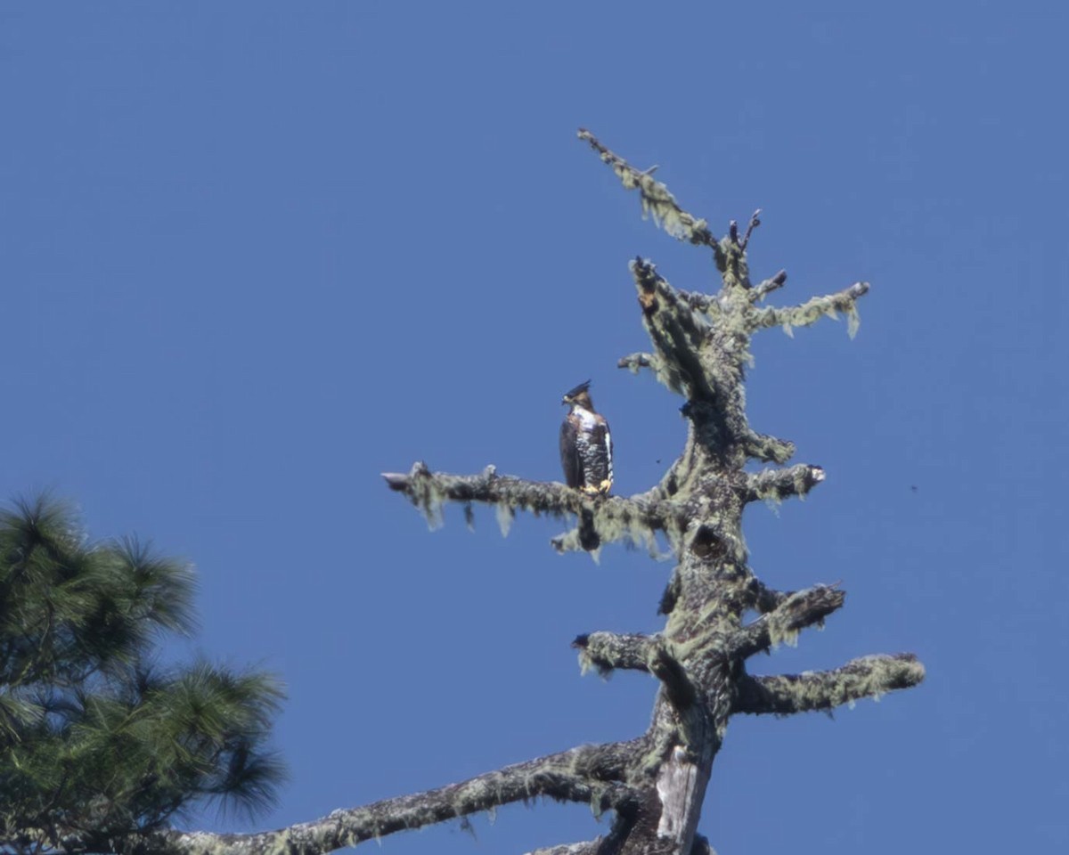 orel zdobený - ML644817869