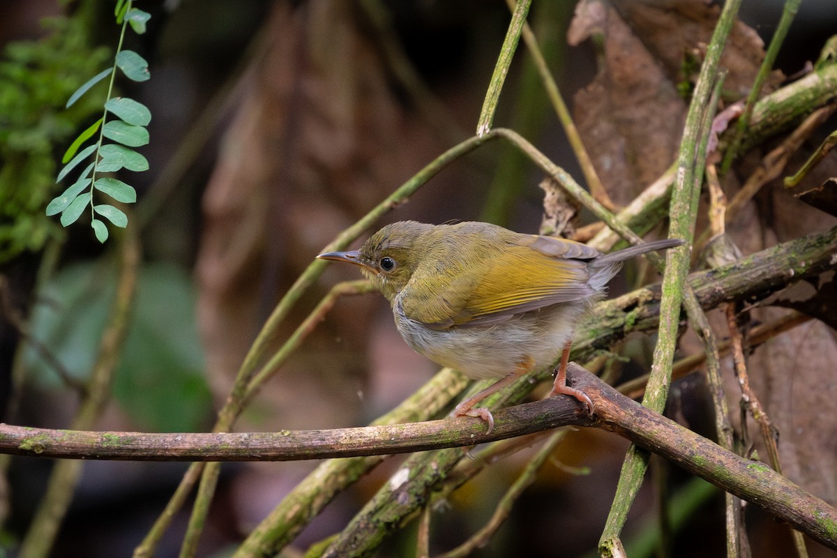 Оливковая терновница - ML644817885