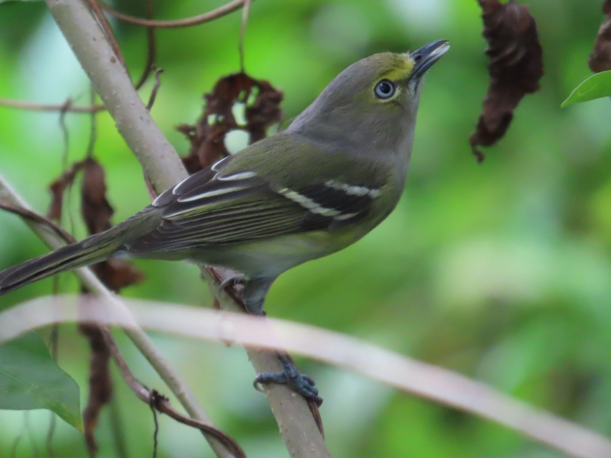ויראו לבן-עין - ML644817899