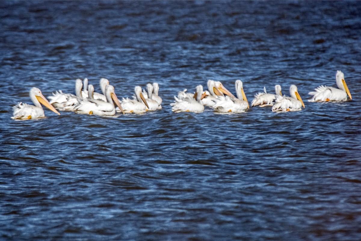 Amerika Pelikanı - ML644817902