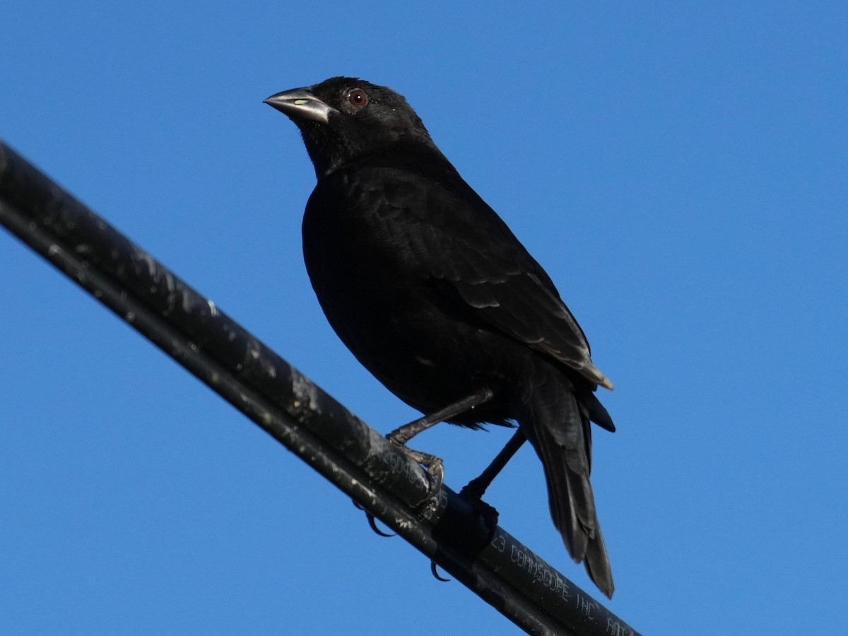 Красноглазый трупиал - ML644817905