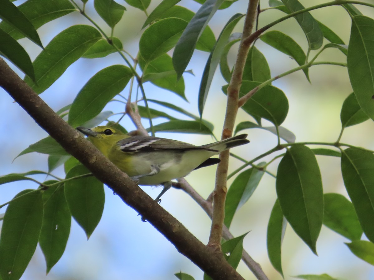 Gelbkehlvireo - ML644817913
