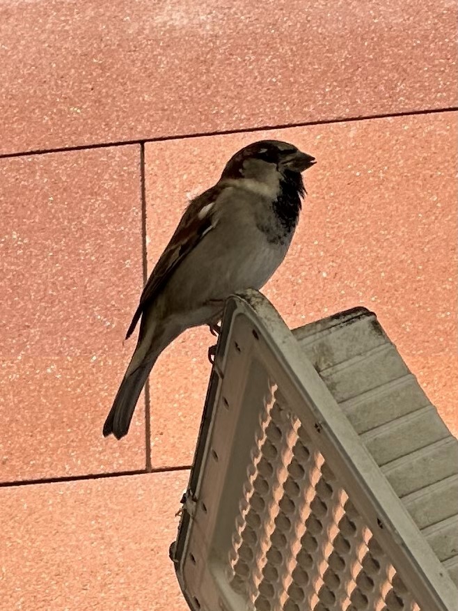 House Sparrow - ML644817918