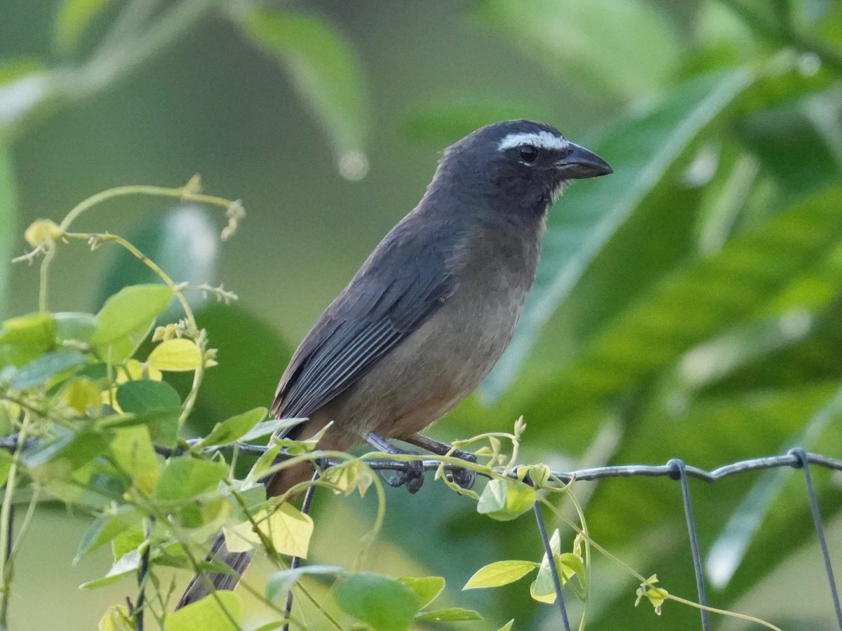 Cinnamon-bellied Saltator - ML644817919