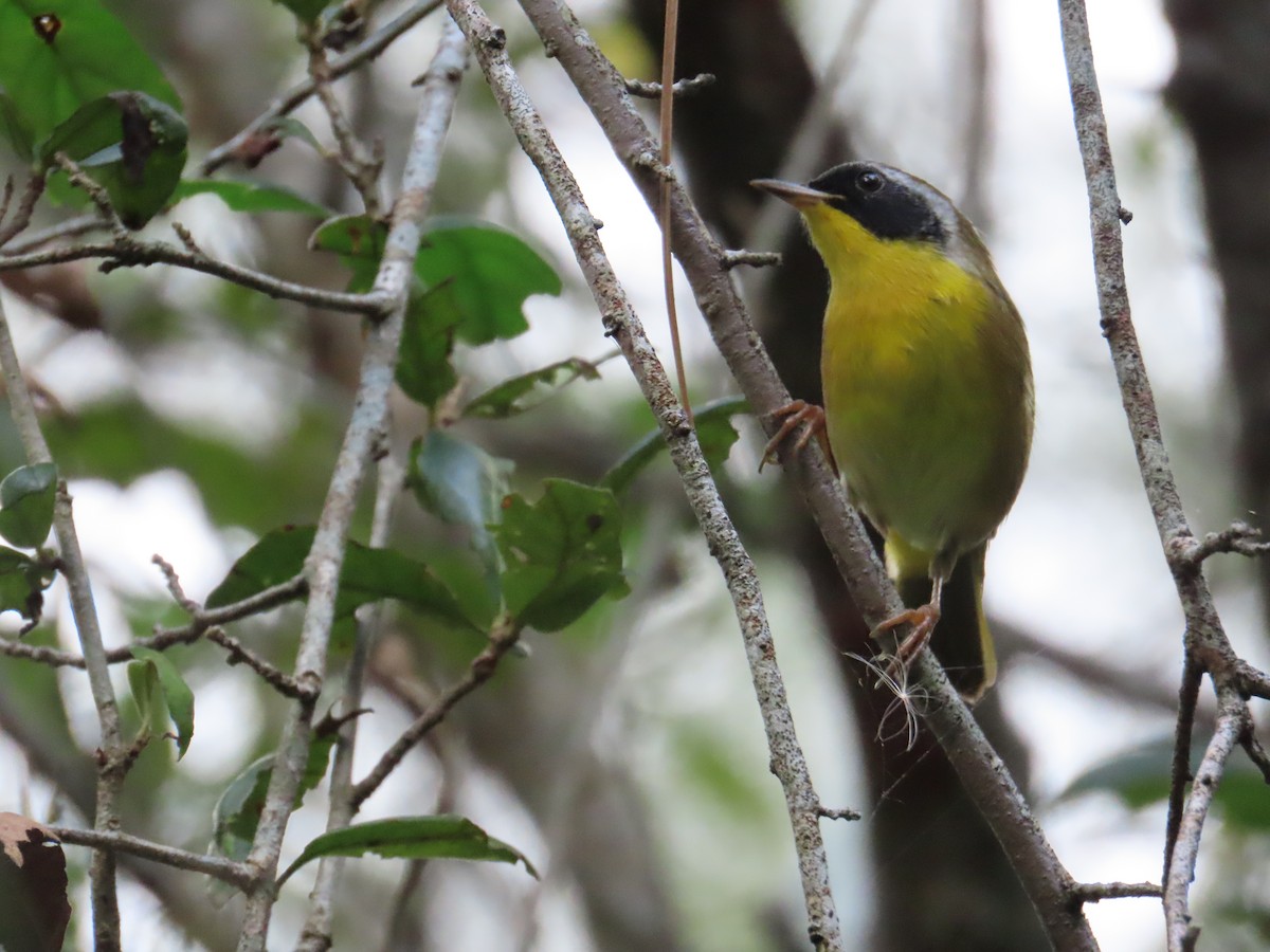 Северная желтогрудка - ML644817943