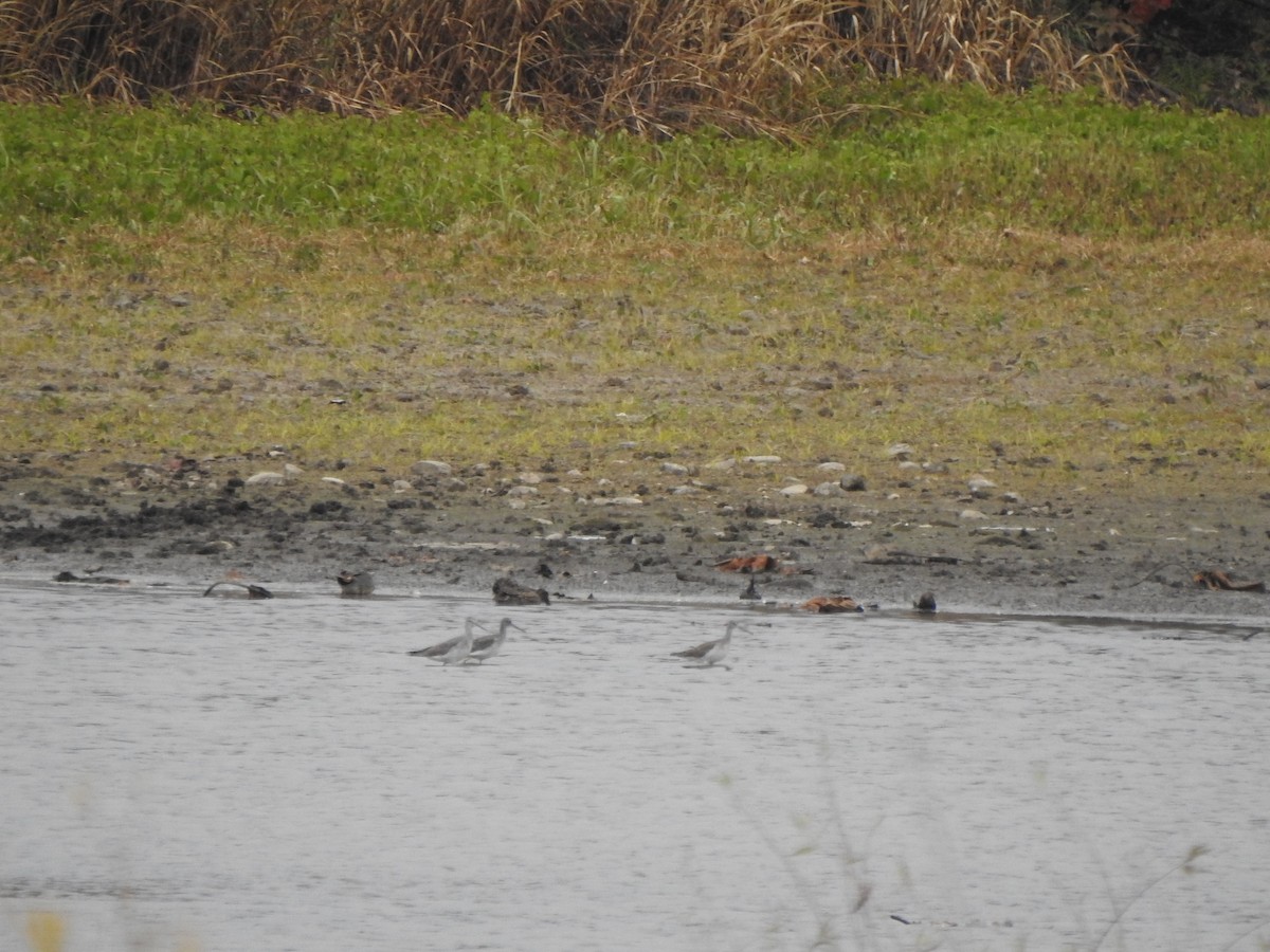 Greater Yellowlegs - ML644817946