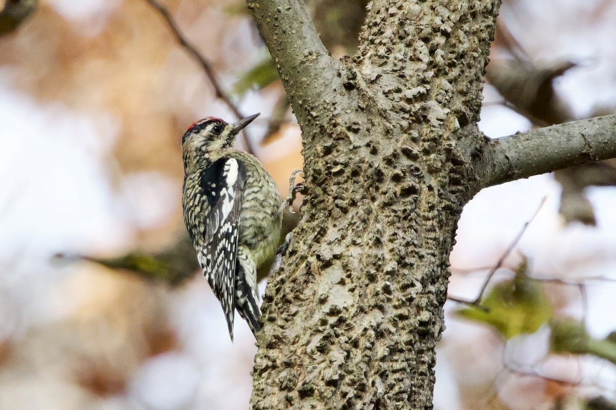 Gelbbauch-Saftlecker - ML644817956