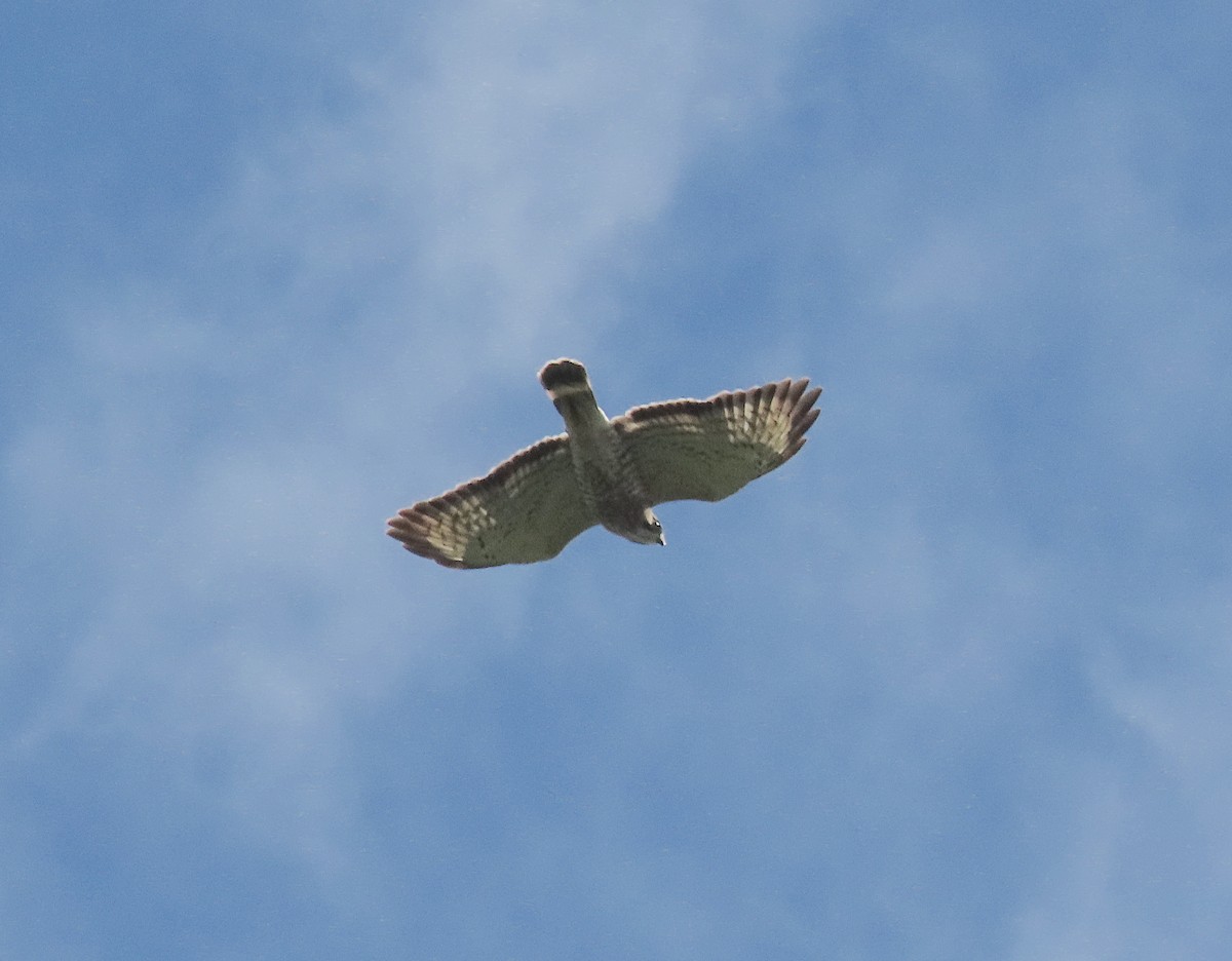 Broad-winged Hawk - ML644817960