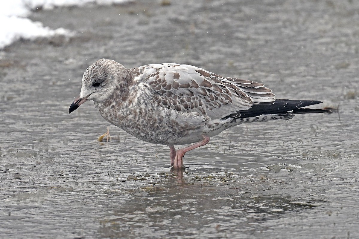 racek kroužkozobý - ML644817979