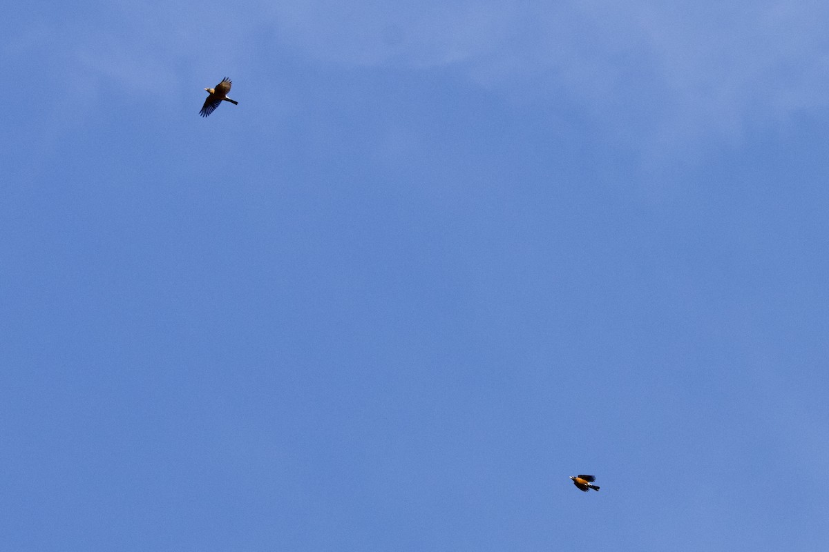 Дрізд мандрівний - ML644817985