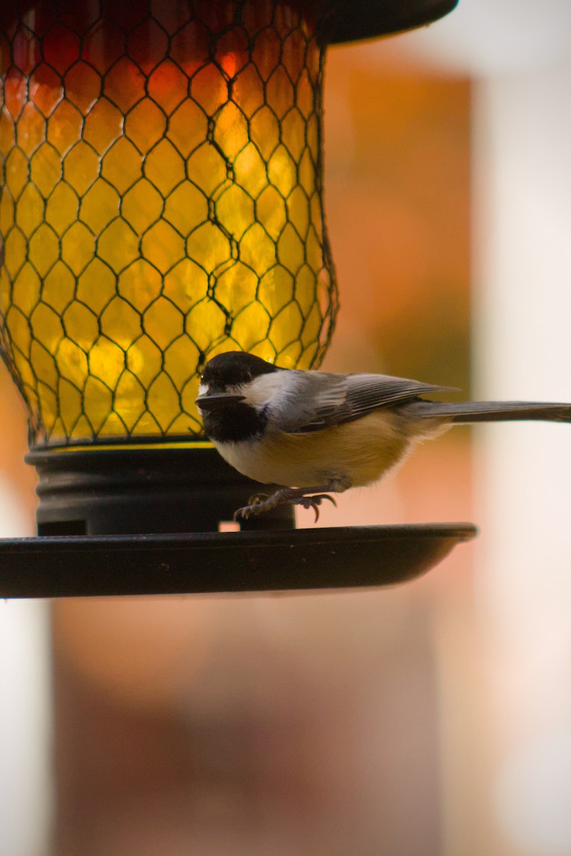 Black-capped Chickadee - ML644817995