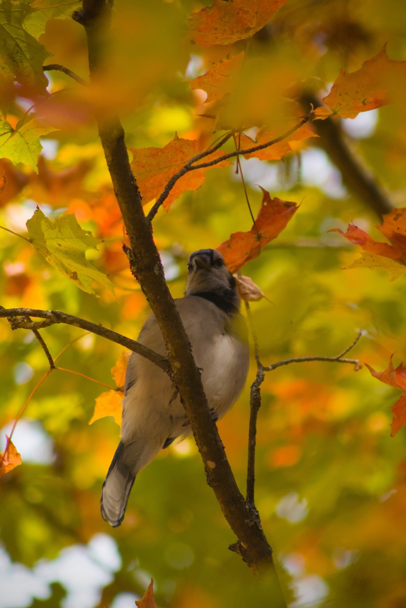 sojka chocholatá - ML644818000