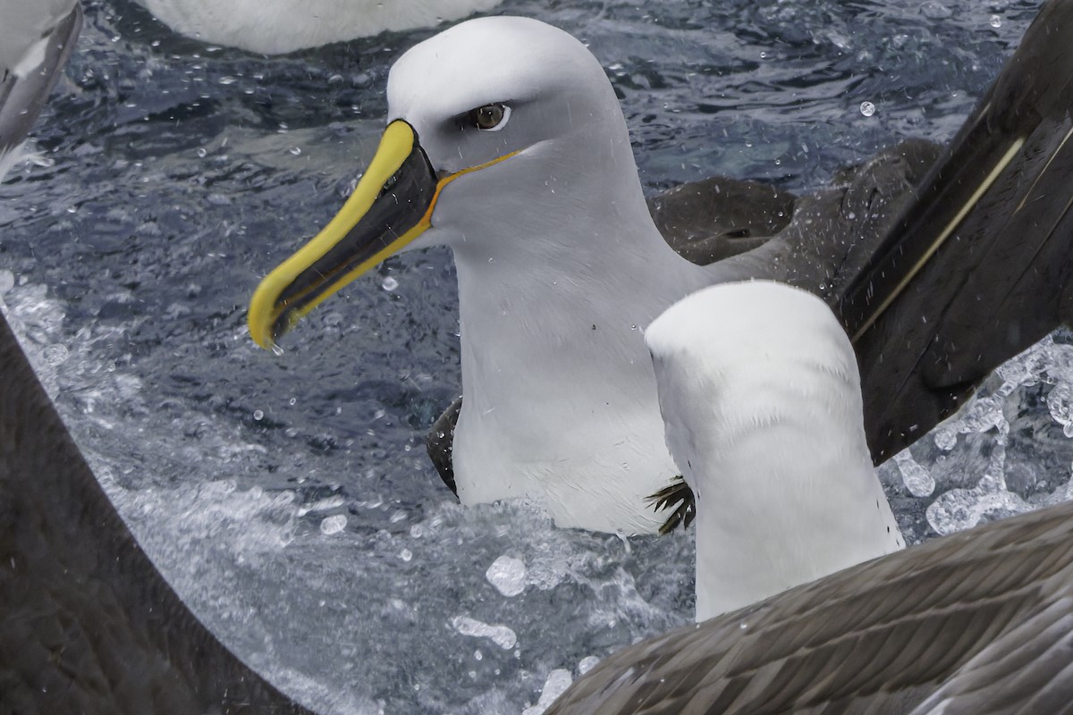 Буллеров альбатрос - ML644818014