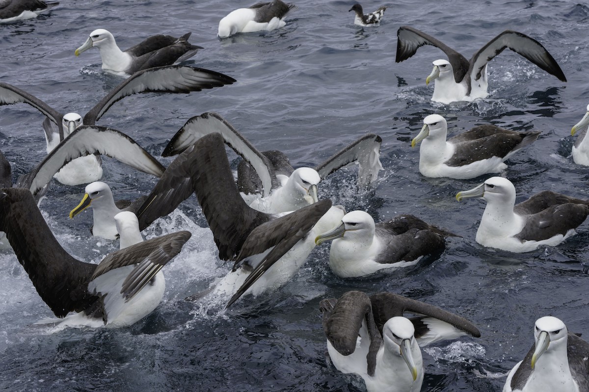 Буллеров альбатрос - ML644818015