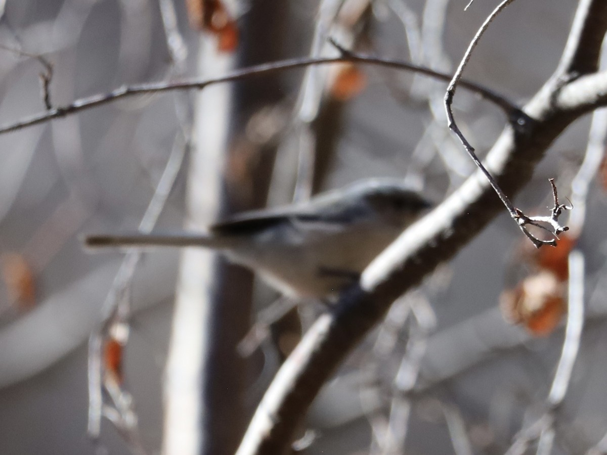 Bushtit - ML644818018